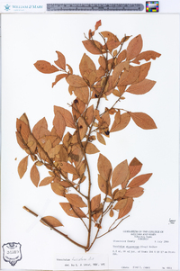 Vaccinium fuscatum image