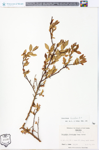 Vaccinium fuscatum image