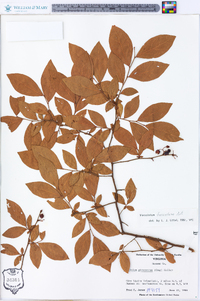 Vaccinium fuscatum image