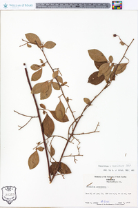 Vaccinium x marianum image