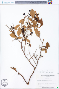 Vaccinium fuscatum image