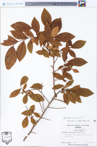 Vaccinium fuscatum image