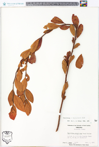 Vaccinium marianum image