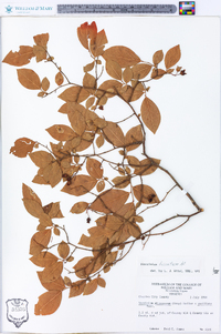 Vaccinium fuscatum image