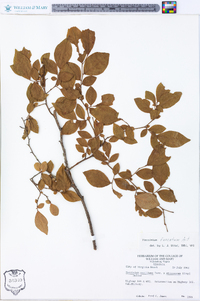 Vaccinium fuscatum image