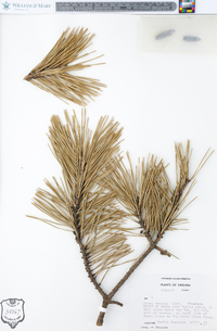 Pinus pungens image