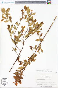 Vaccinium fuscatum image