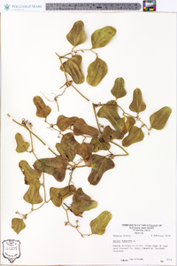 Smilax bona-nox image