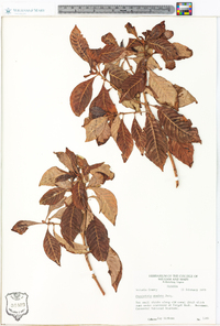 Psychotria undata image