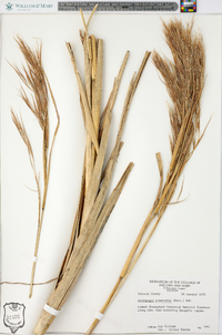 Andropogon glomeratus image