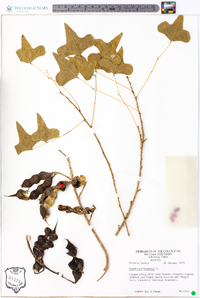 Erythrina herbacea image