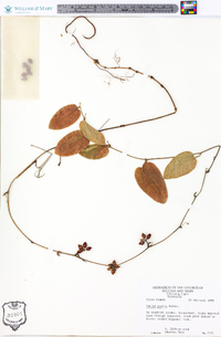 Smilax pumila image