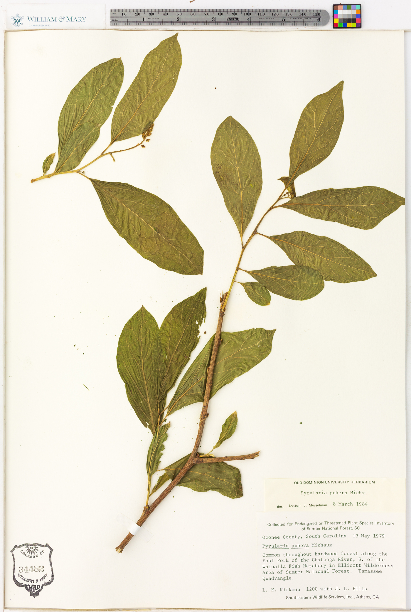 Pyrularia pubera image