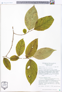 Stewartia ovata image