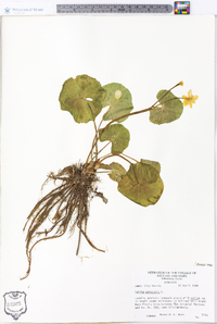 Caltha palustris image