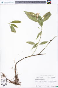 Asclepias perennis image