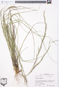 Aristida virgata image