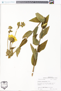 Silphium integrifolium image