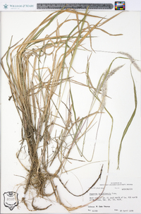 Imperata brasiliensis image