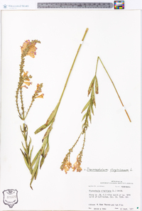 Physostegia virginiana image