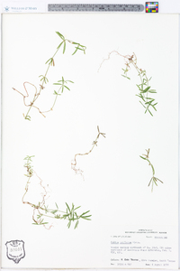 Galium uniflorum image