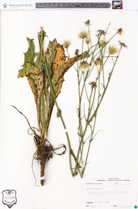 Crepis pulchra image