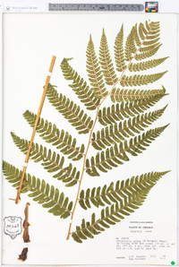 Dryopteris celsa image