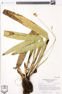 Carex fraseriana image