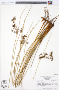 Juncus roemerianus image