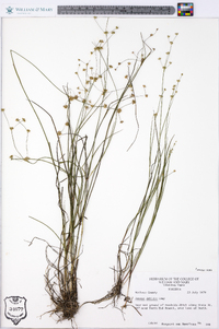 Juncus debilis image