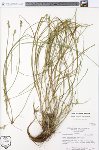 Carex longii image