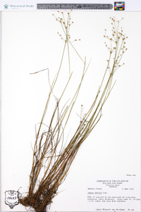 Juncus debilis image