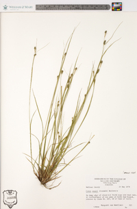 Carex swanii image