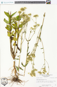 Eupatorium pilosum image