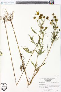 Bidens polylepis image