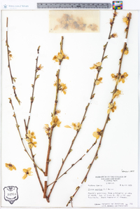 Prunus persica image