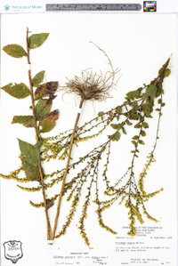 Solidago rugosa subsp. aspera image