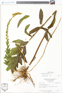 Solidago fistulosa image