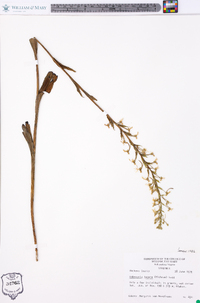 Platanthera lacera image