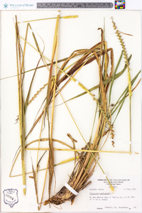 Tripsacum dactyloides image