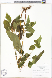 Image Associated With the Occurence