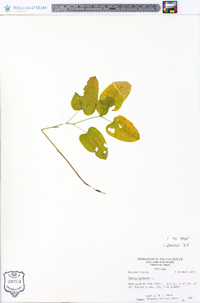 Smilax herbacea image