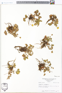 Potentilla canadensis image