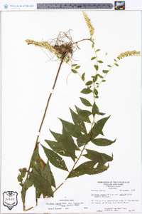 Solidago rugosa var. rugosa image