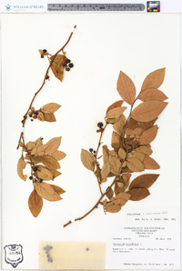 Vaccinium x marianum image