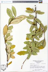 Elaeagnus pungens image