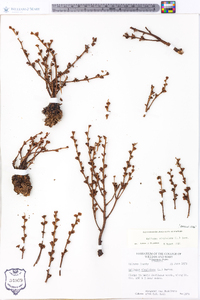 Epifagus virginiana image