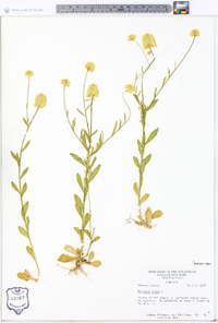 Polygala lutea image