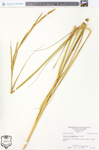 Spartina alterniflora image