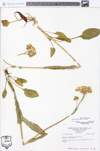 Packera tomentosa image